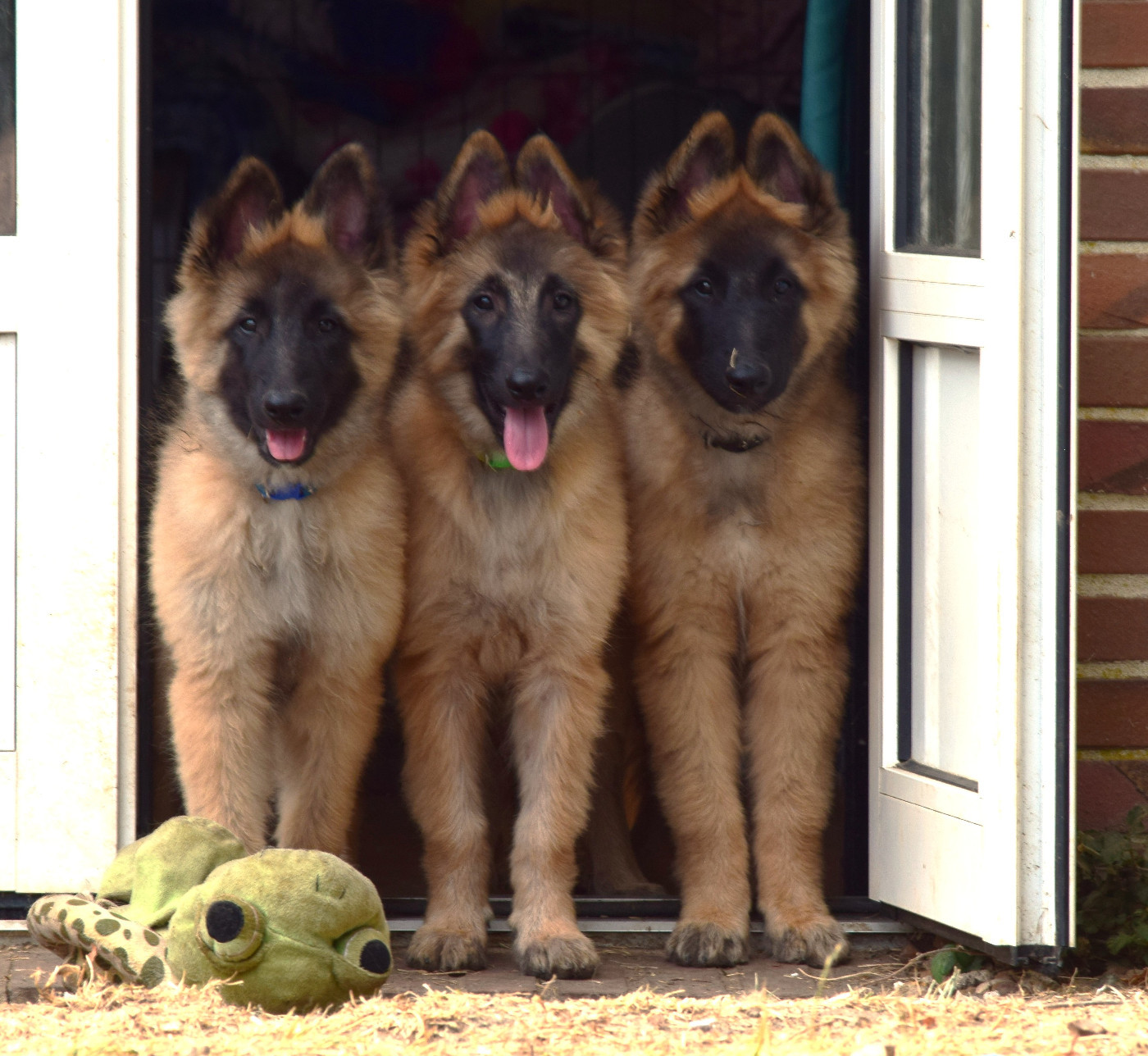 De jeunes Tervuerens disponibles à l élevage 🐾