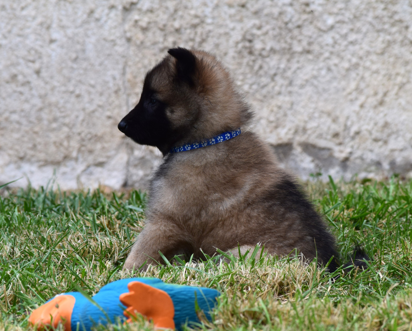 Du Clos De La Guerpinerie - Chiots disponibles - Berger Belge