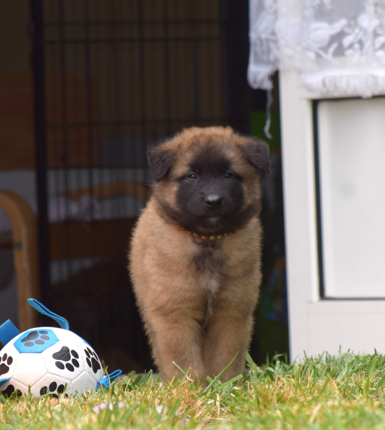 Du Clos De La Guerpinerie - Chiots disponibles - Berger Belge