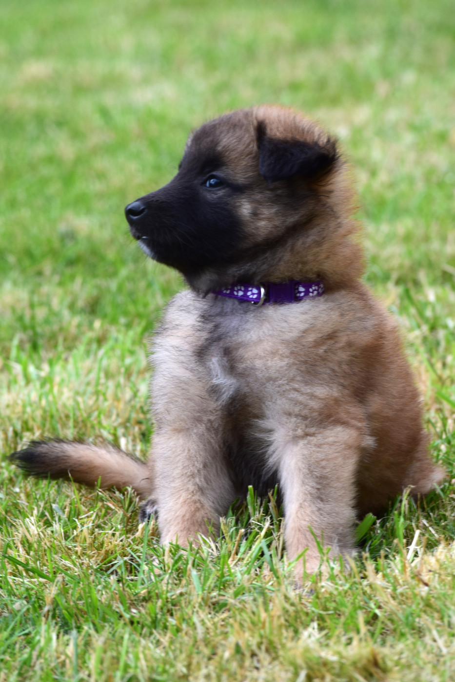 Du Clos De La Guerpinerie - Chiots disponibles - Berger Belge