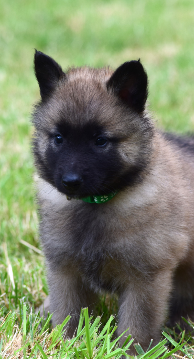 Du Clos De La Guerpinerie - Chiots disponibles - Berger Belge