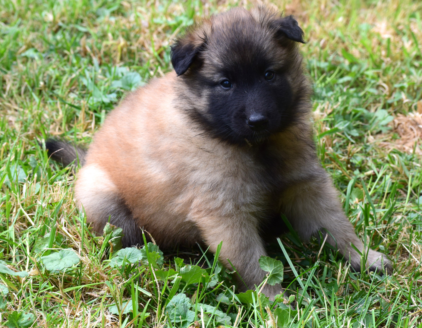 Du Clos De La Guerpinerie - Chiots disponibles - Berger Belge