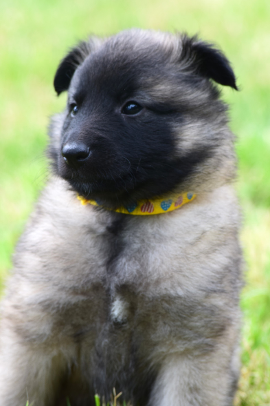 Du Clos De La Guerpinerie - Chiots disponibles - Berger Belge