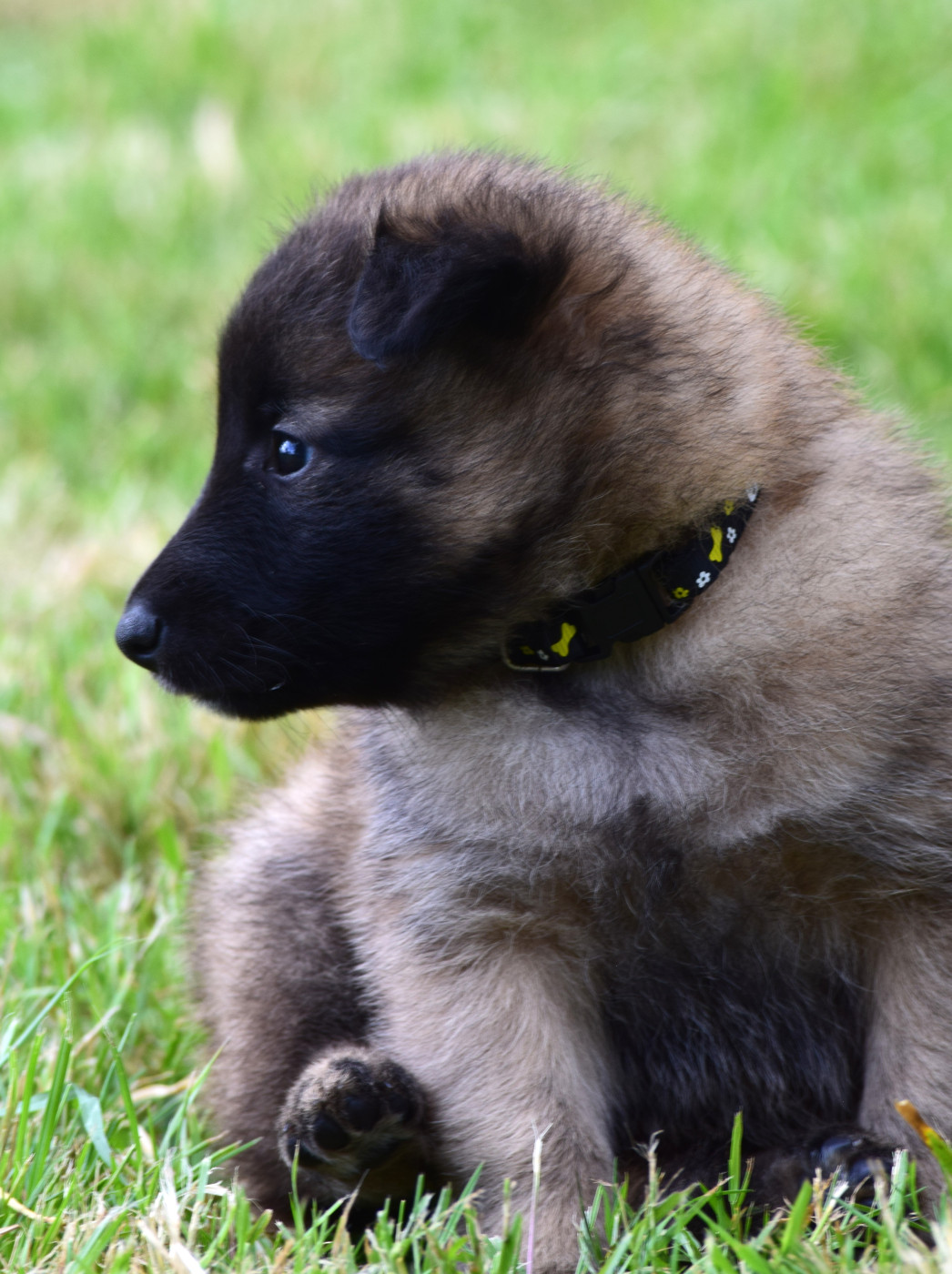 Du Clos De La Guerpinerie - Chiots disponibles - Berger Belge