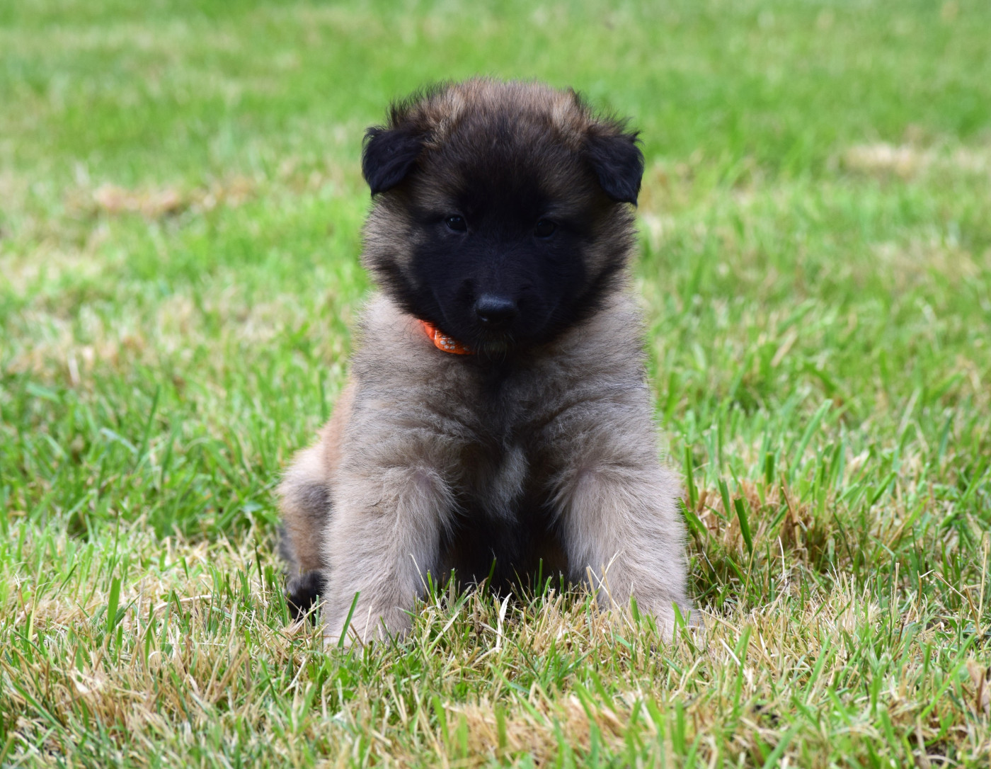 Du Clos De La Guerpinerie - Chiots disponibles - Berger Belge