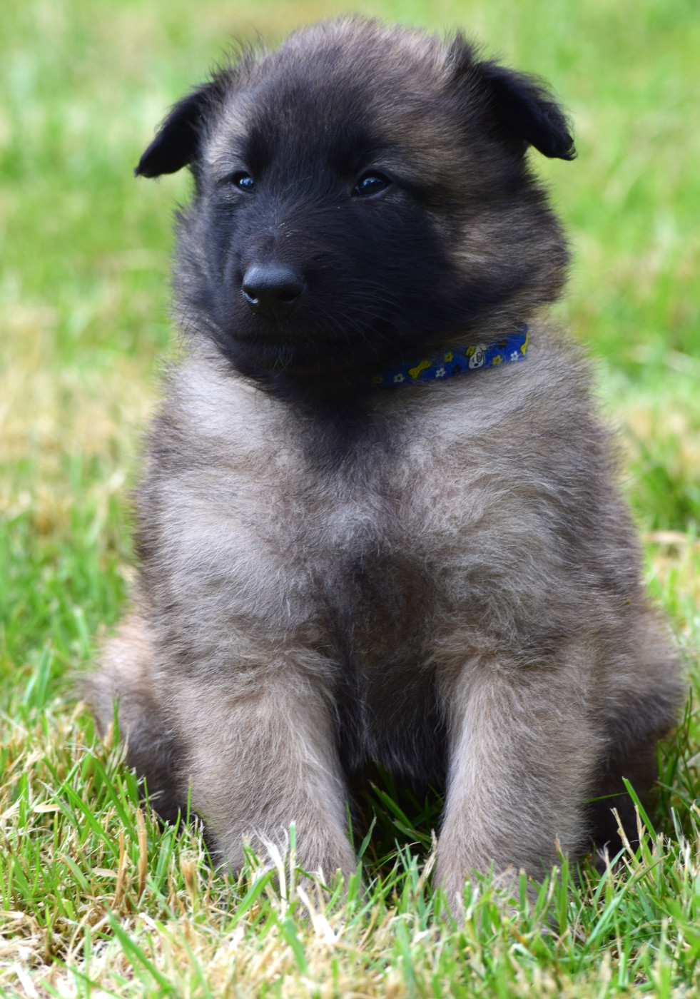 Du Clos De La Guerpinerie - Chiots disponibles - Berger Belge
