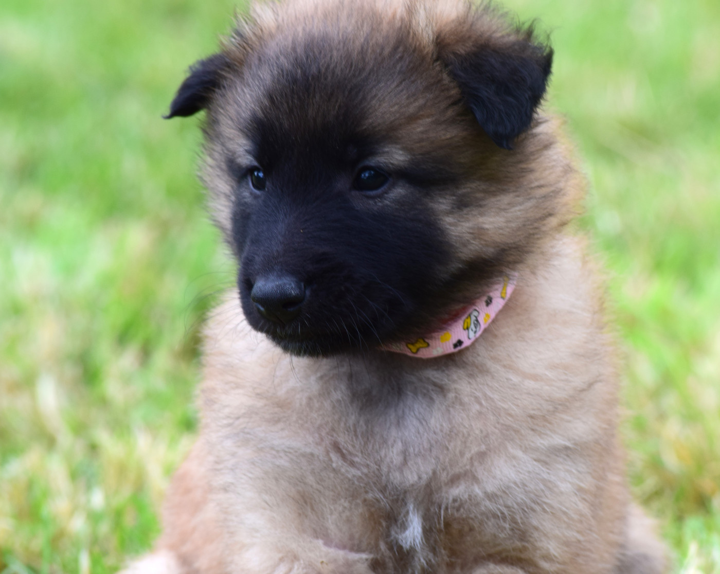 Du Clos De La Guerpinerie - Chiots disponibles - Berger Belge