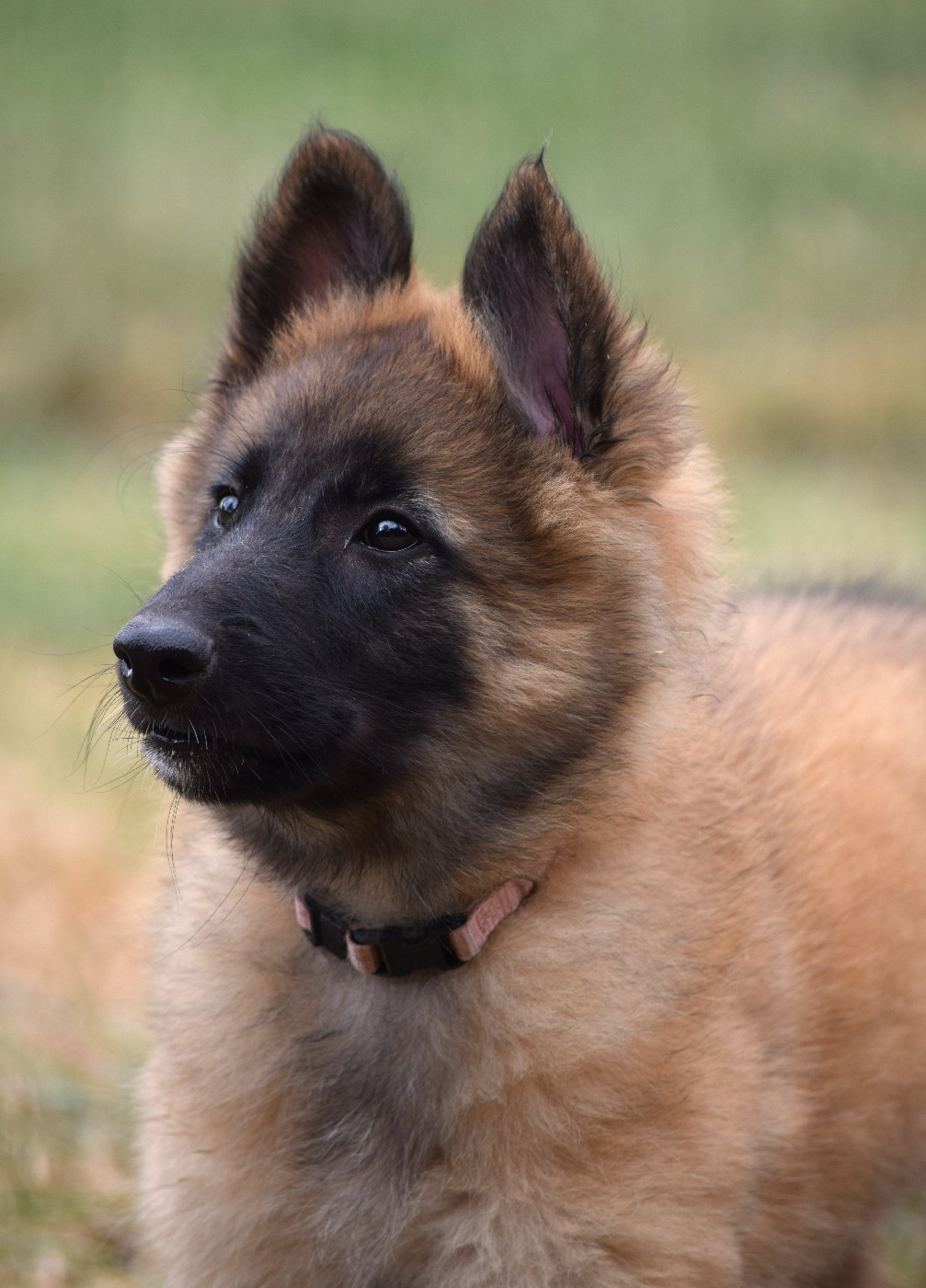 Du Clos De La Guerpinerie - Chiots disponibles - Berger Belge