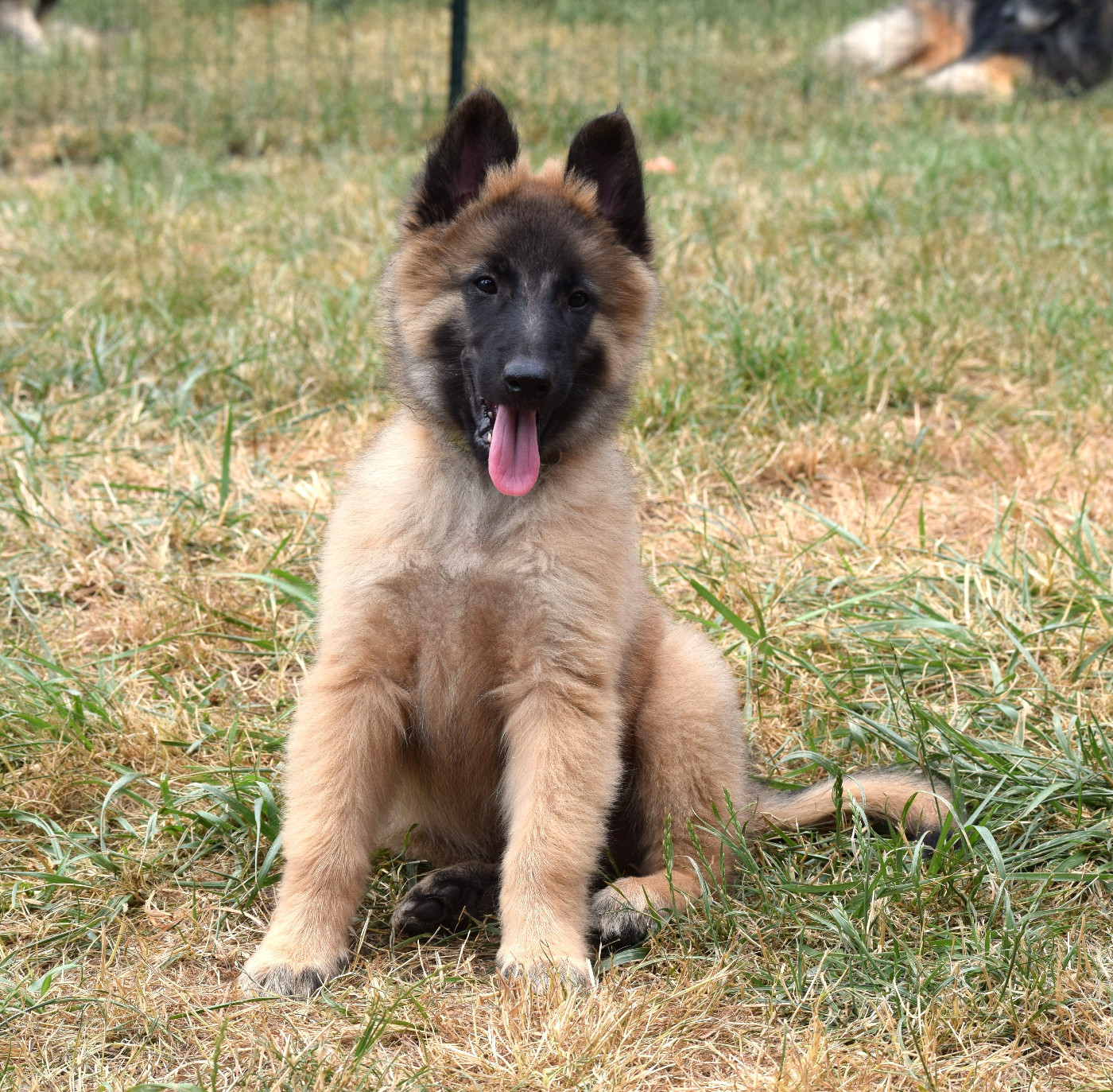 Du Clos De La Guerpinerie - Chiots disponibles - Berger Belge