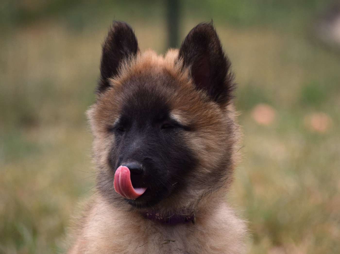Du Clos De La Guerpinerie - Chiots disponibles - Berger Belge