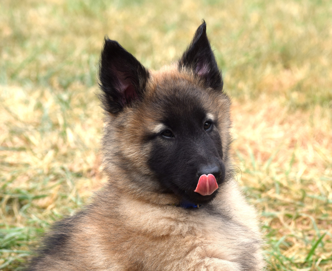 Du Clos De La Guerpinerie - Chiots disponibles - Berger Belge