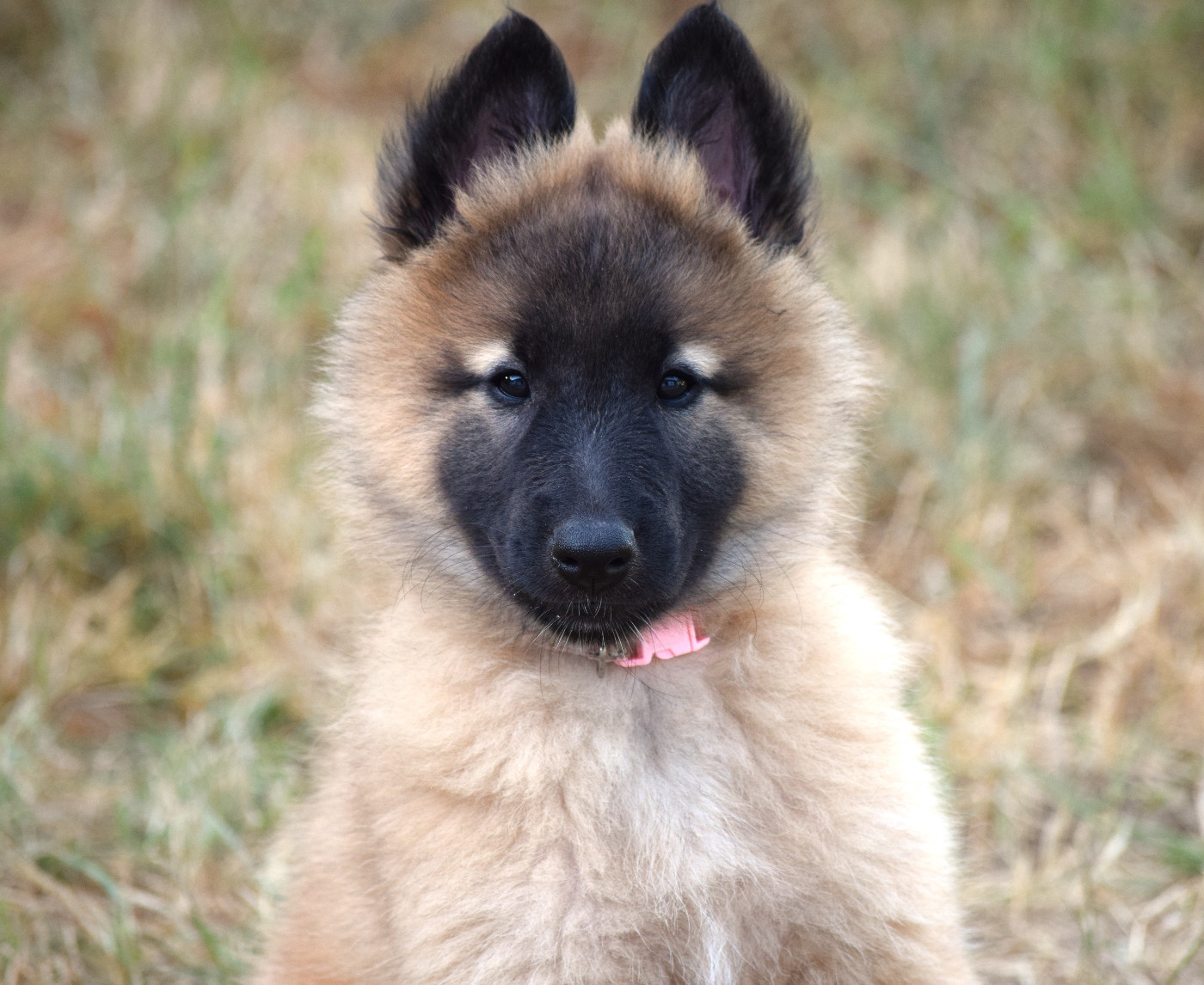 Du Clos De La Guerpinerie - Chiots disponibles - Berger Belge