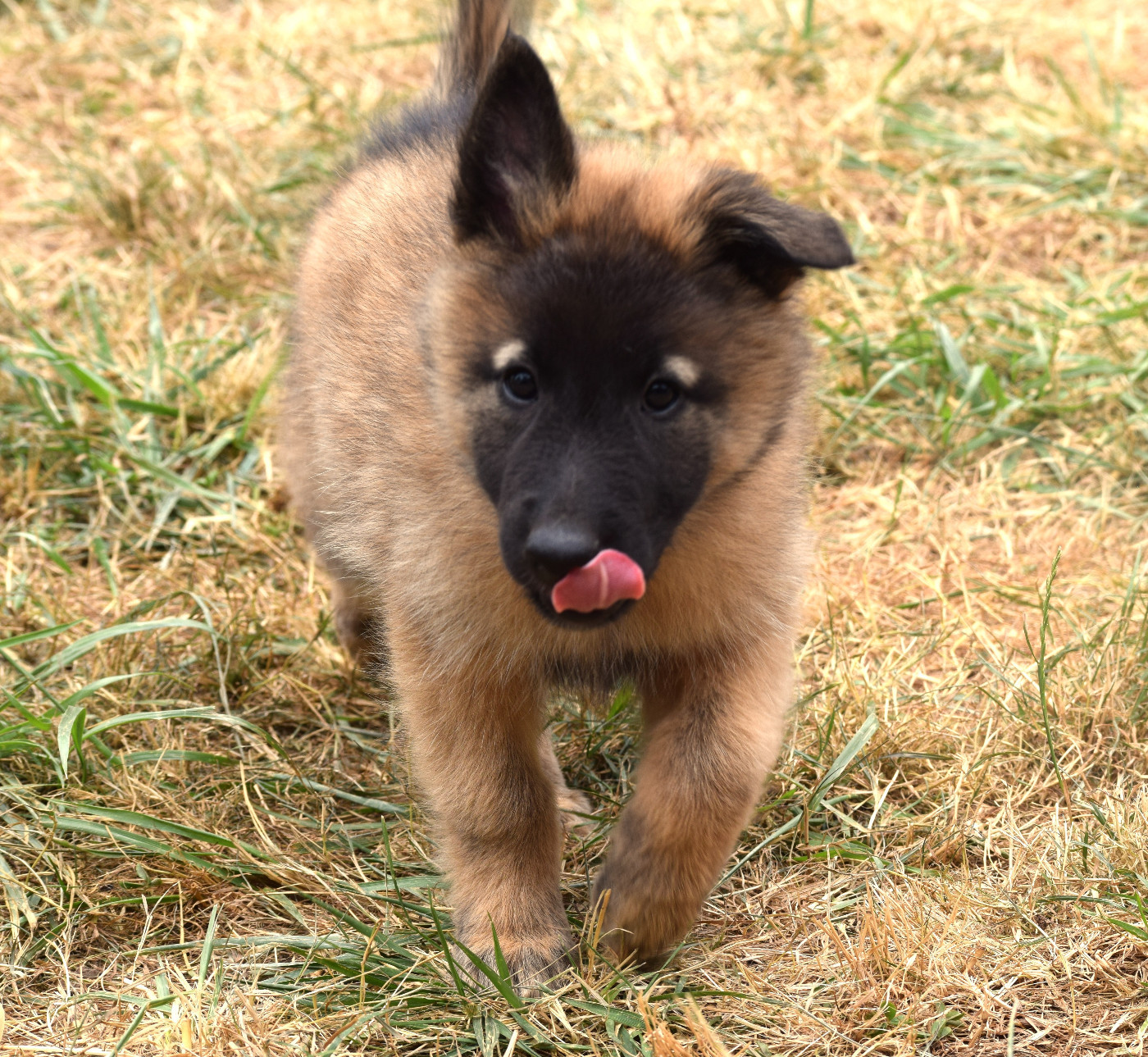 Du Clos De La Guerpinerie - Chiots disponibles - Berger Belge