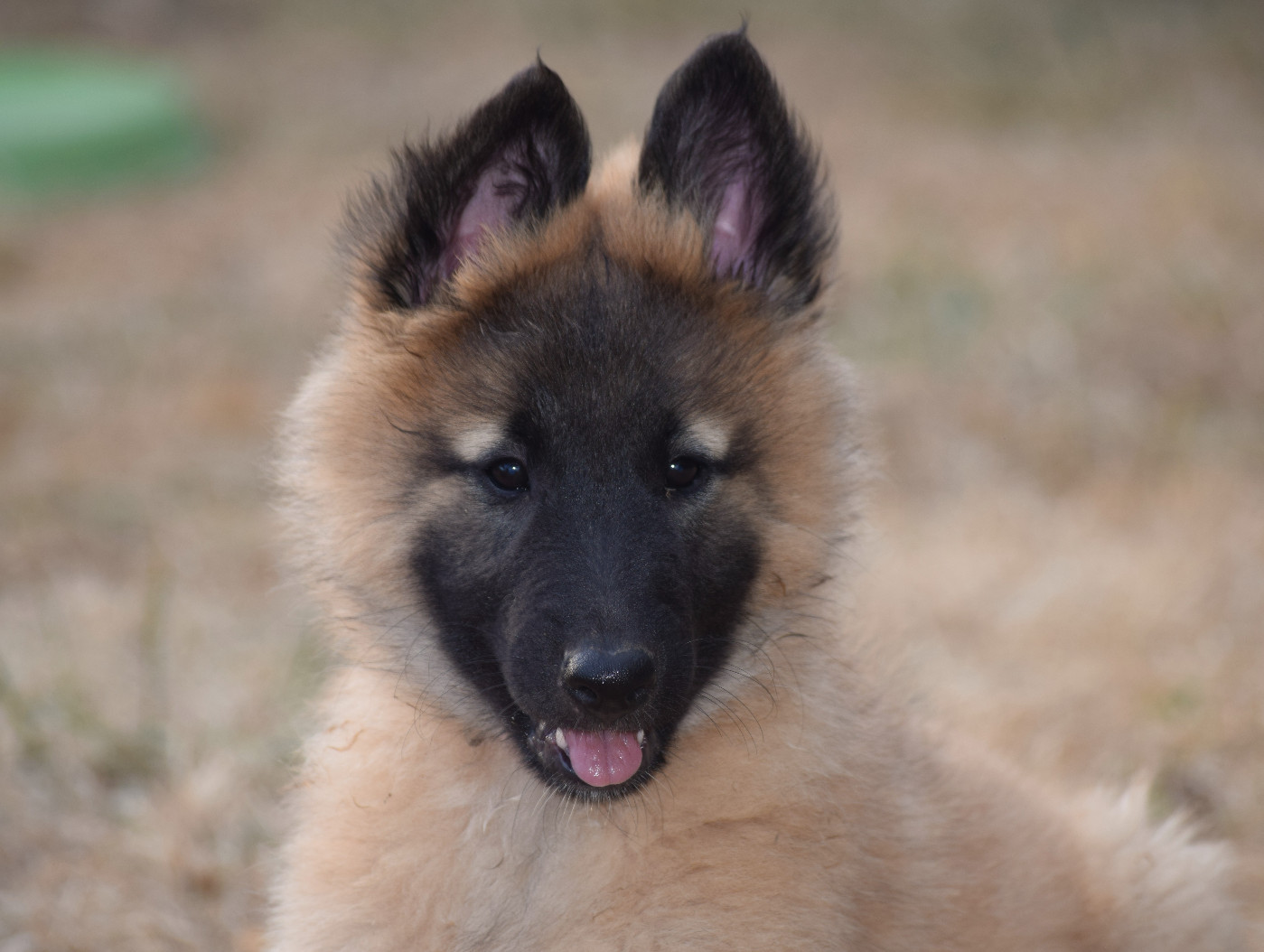 Du Clos De La Guerpinerie - Chiots disponibles - Berger Belge