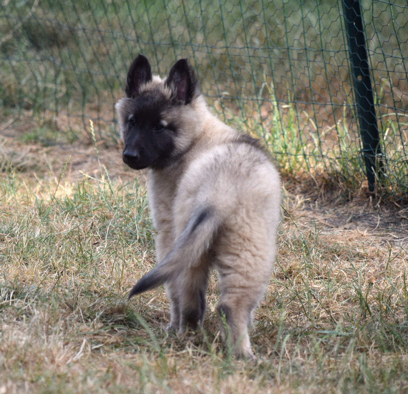 Du Clos De La Guerpinerie - Chiots disponibles - Berger Belge