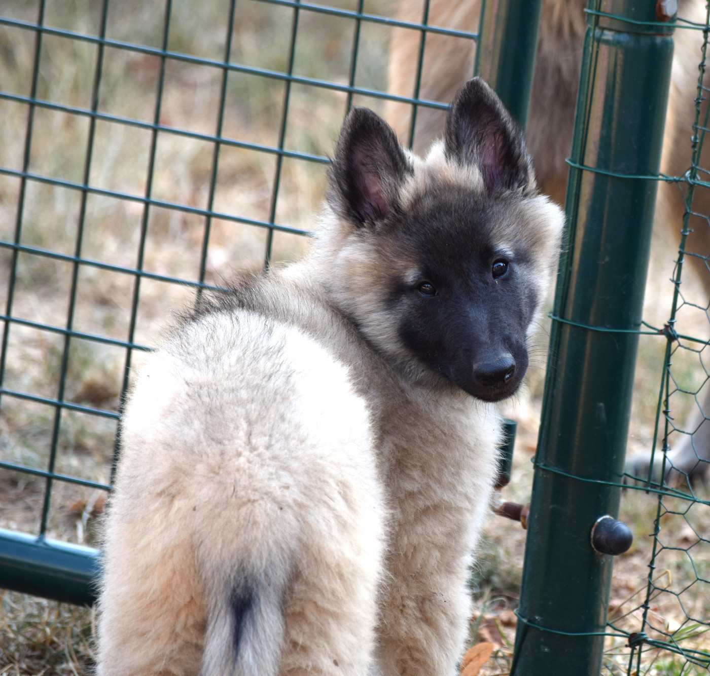 Du Clos De La Guerpinerie - Chiots disponibles - Berger Belge