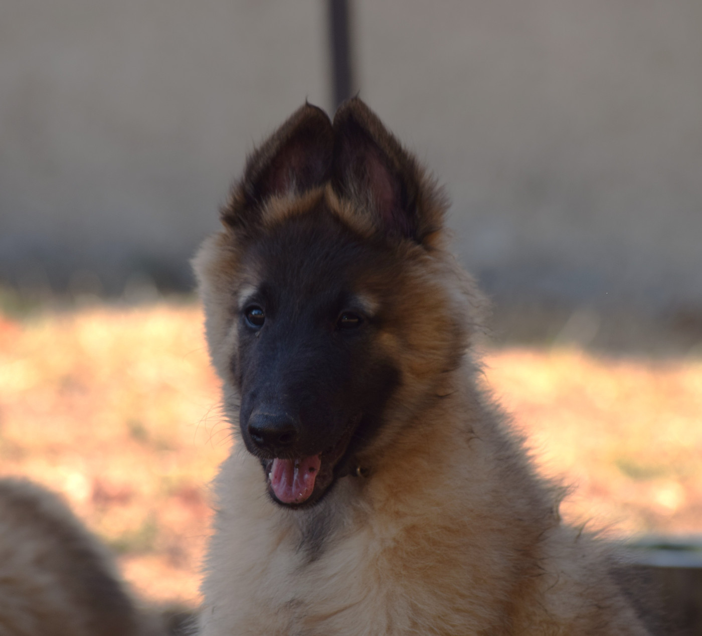 Du Clos De La Guerpinerie - Chiots disponibles - Berger Belge