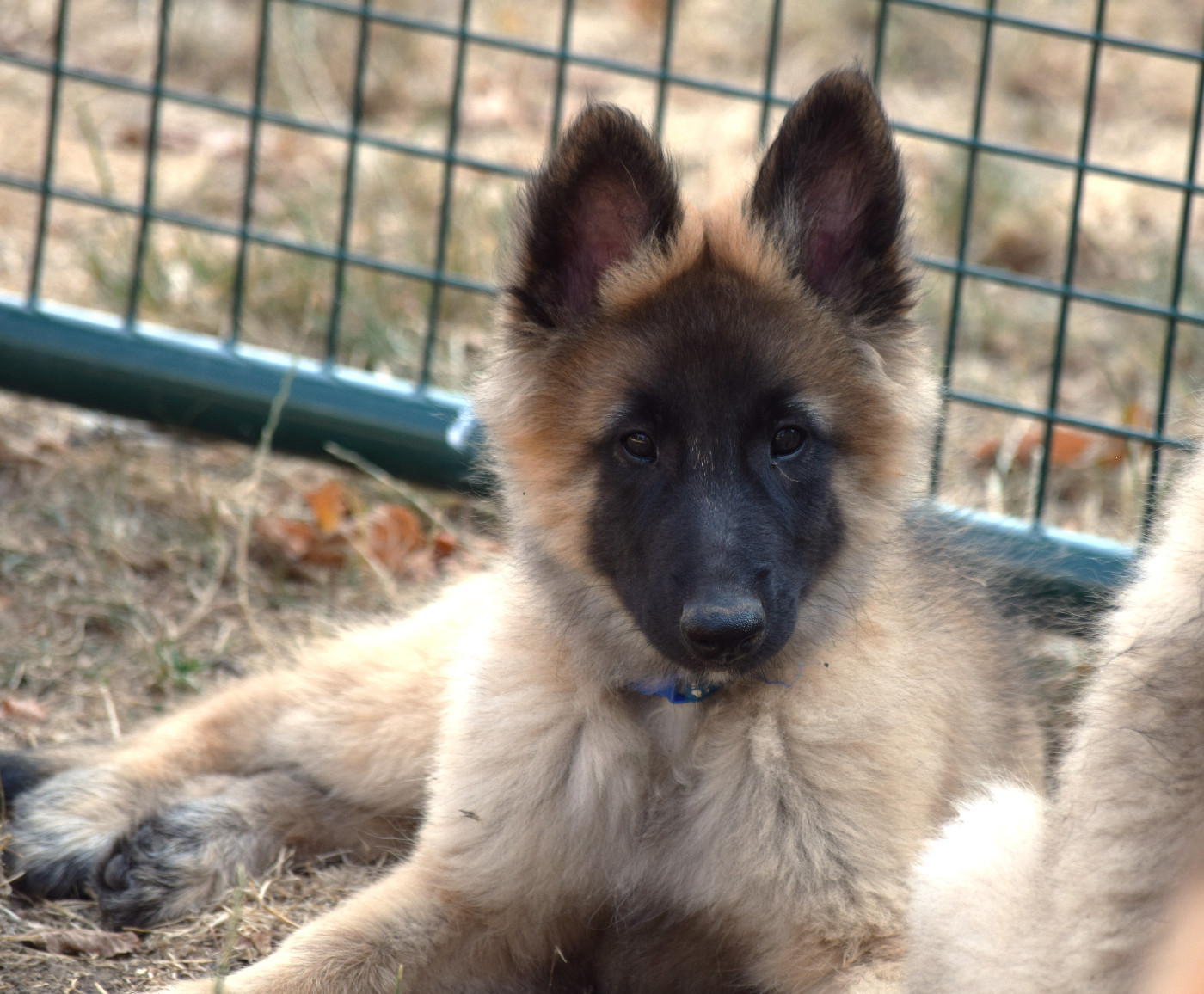 Du Clos De La Guerpinerie - Chiots disponibles - Berger Belge