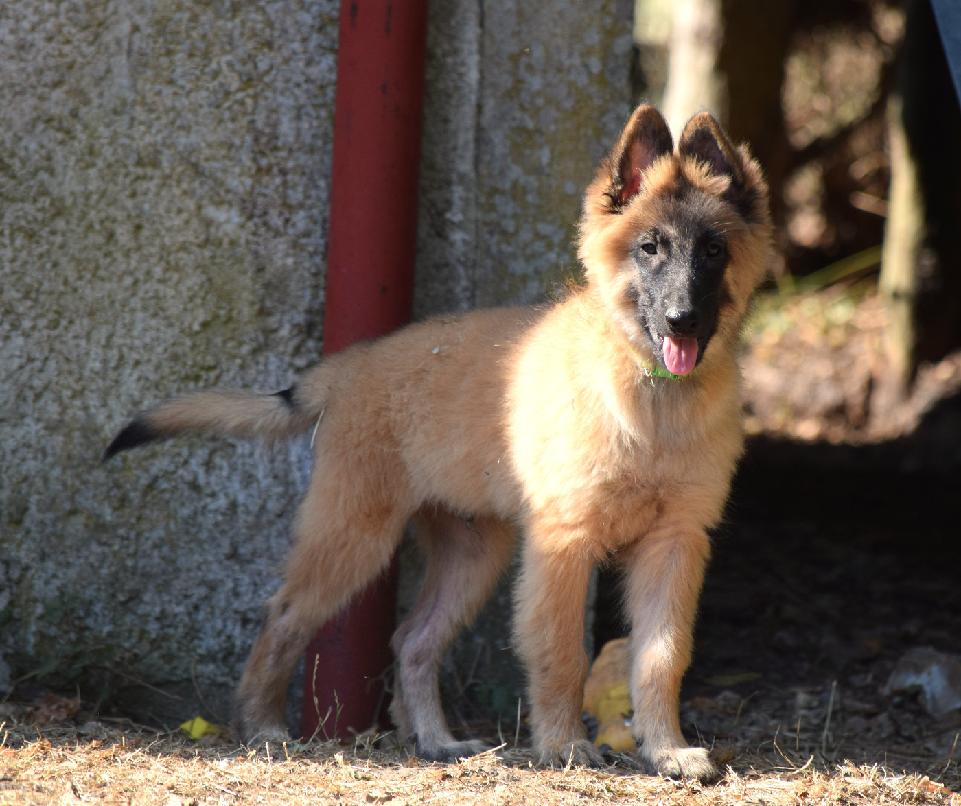 Du Clos De La Guerpinerie - Chiots disponibles - Berger Belge