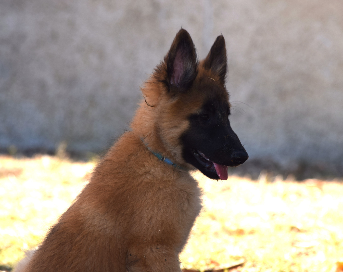 Du Clos De La Guerpinerie - Chiots disponibles - Berger Belge