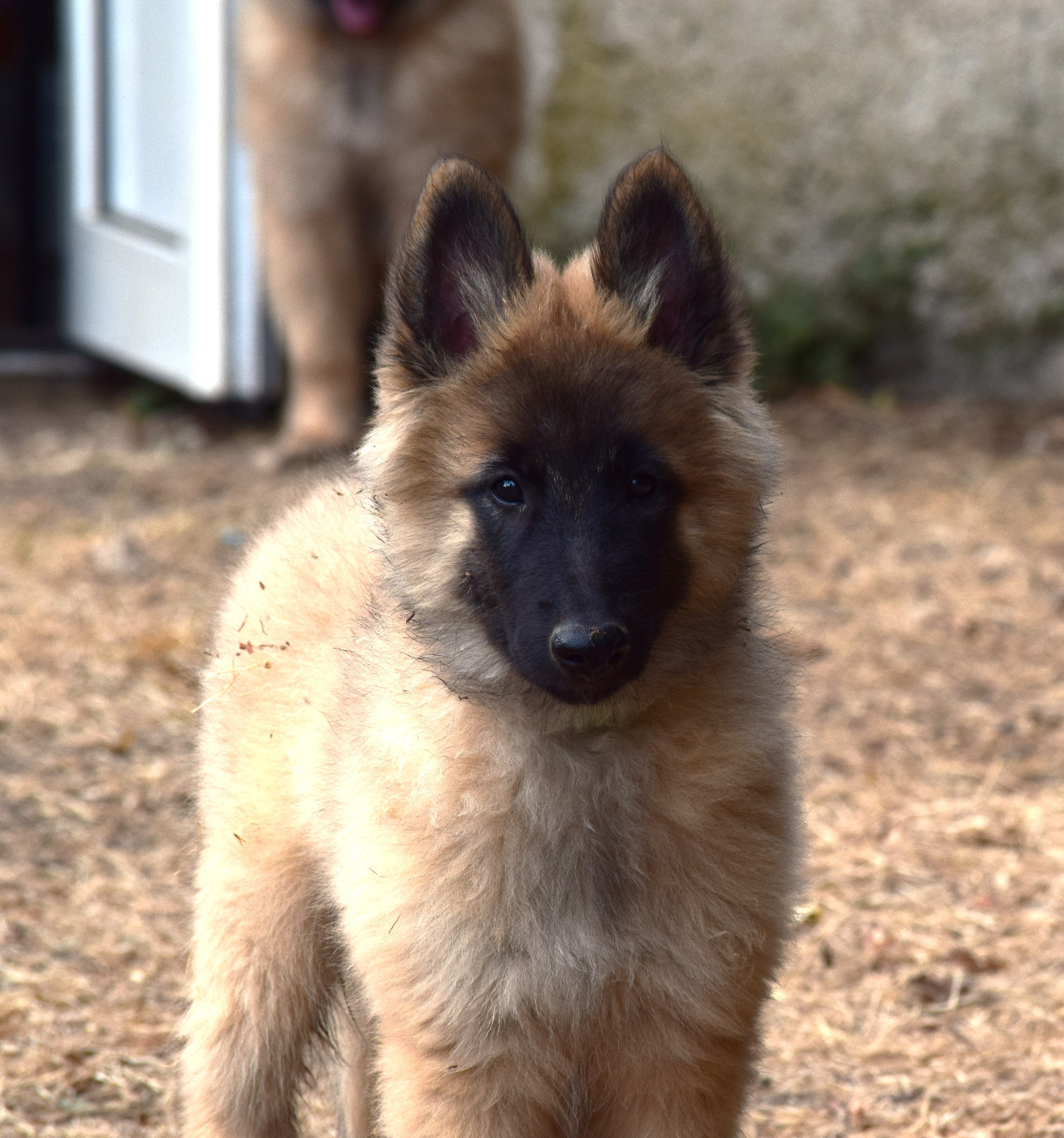 Du Clos De La Guerpinerie - Chiots disponibles - Berger Belge
