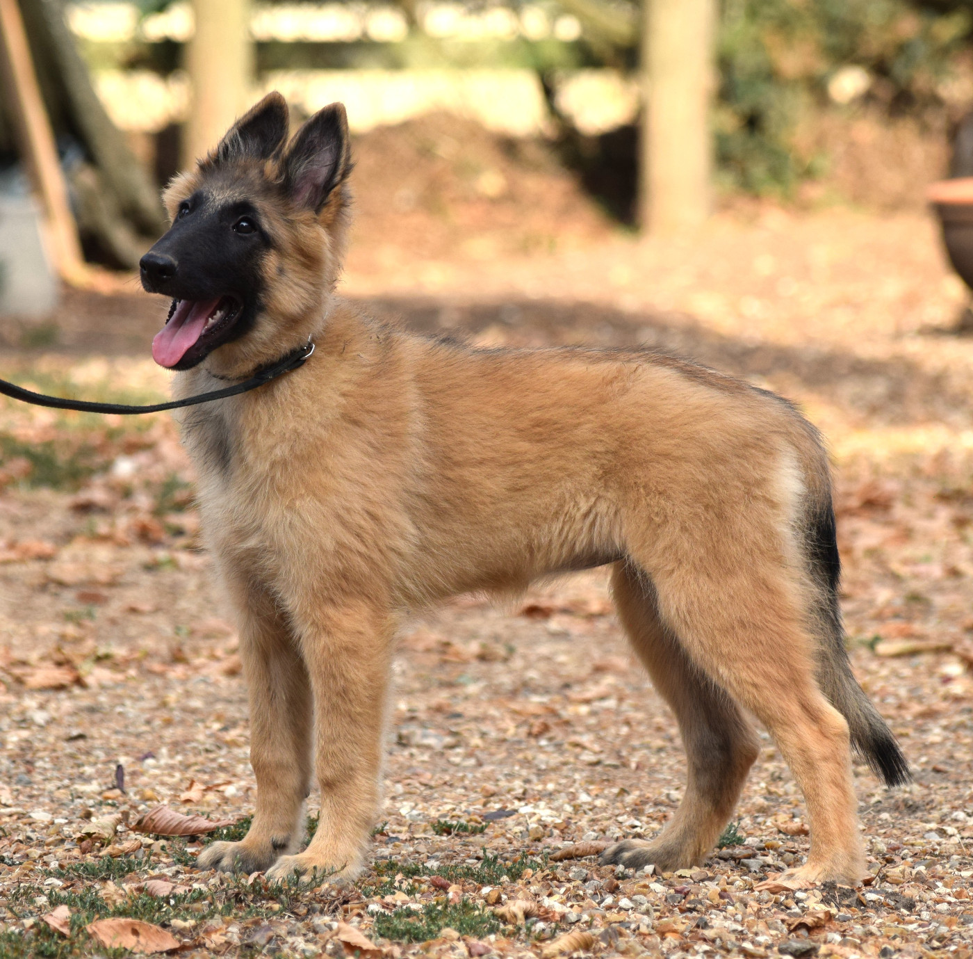 Du Clos De La Guerpinerie - Chiots disponibles - Berger Belge