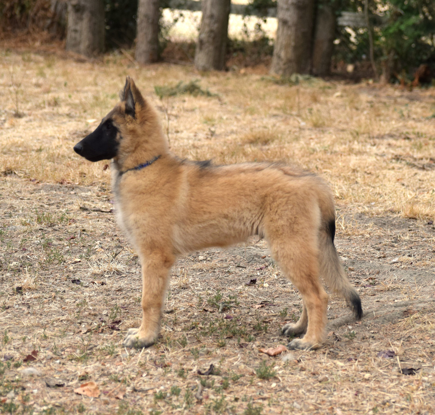 Du Clos De La Guerpinerie - Chiots disponibles - Berger Belge