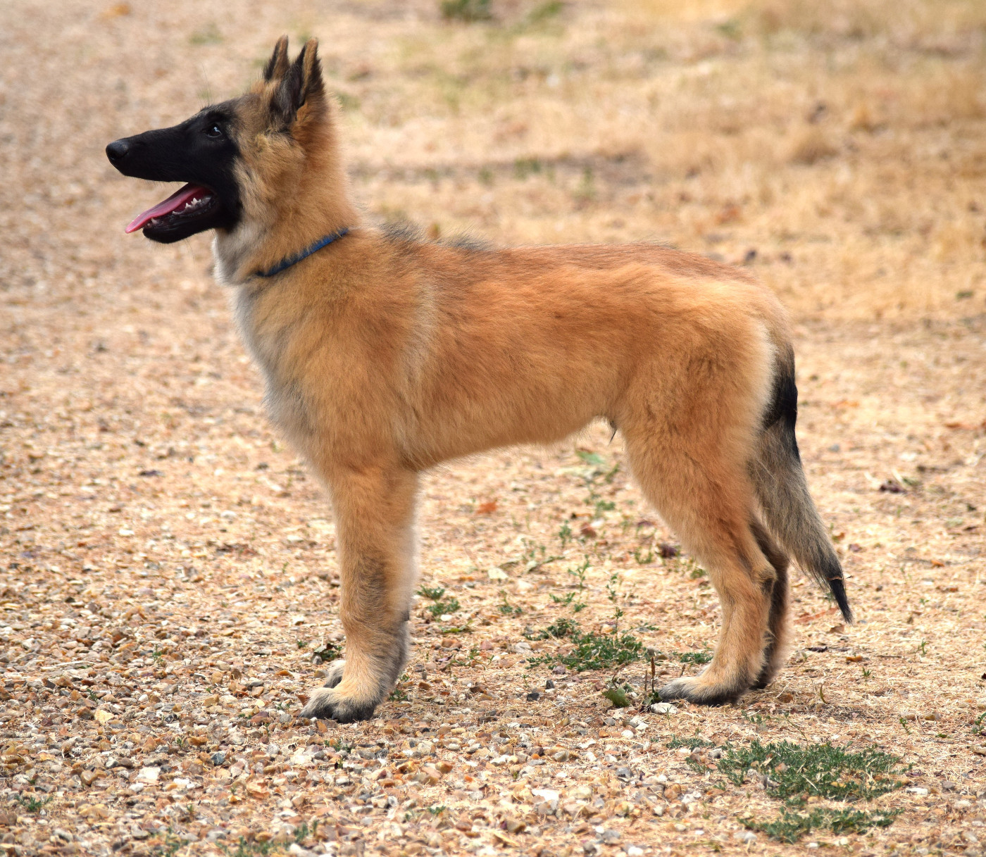 Du Clos De La Guerpinerie - Chiots disponibles - Berger Belge