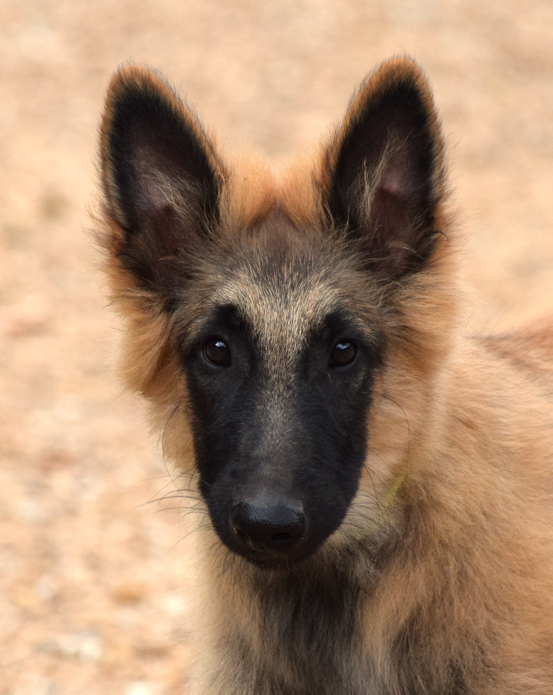 Du Clos De La Guerpinerie - Chiots disponibles - Berger Belge