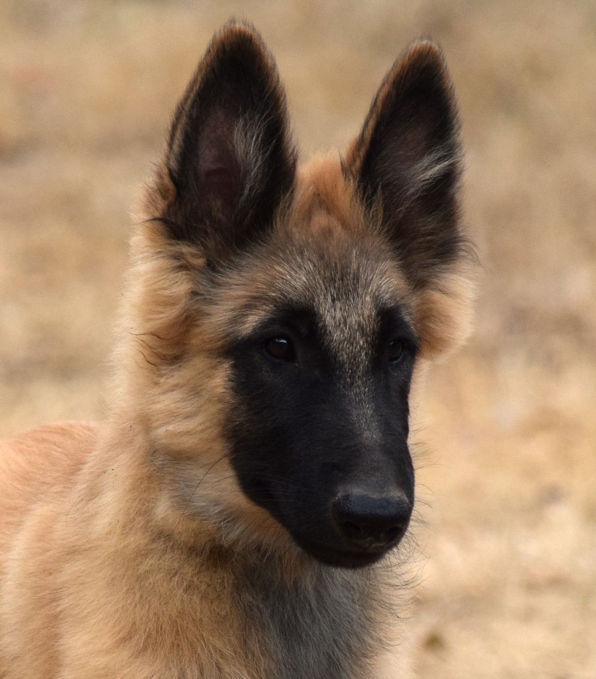 Du Clos De La Guerpinerie - Chiots disponibles - Berger Belge