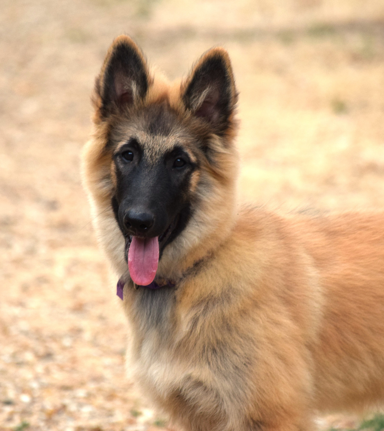 Du Clos De La Guerpinerie - Chiots disponibles - Berger Belge