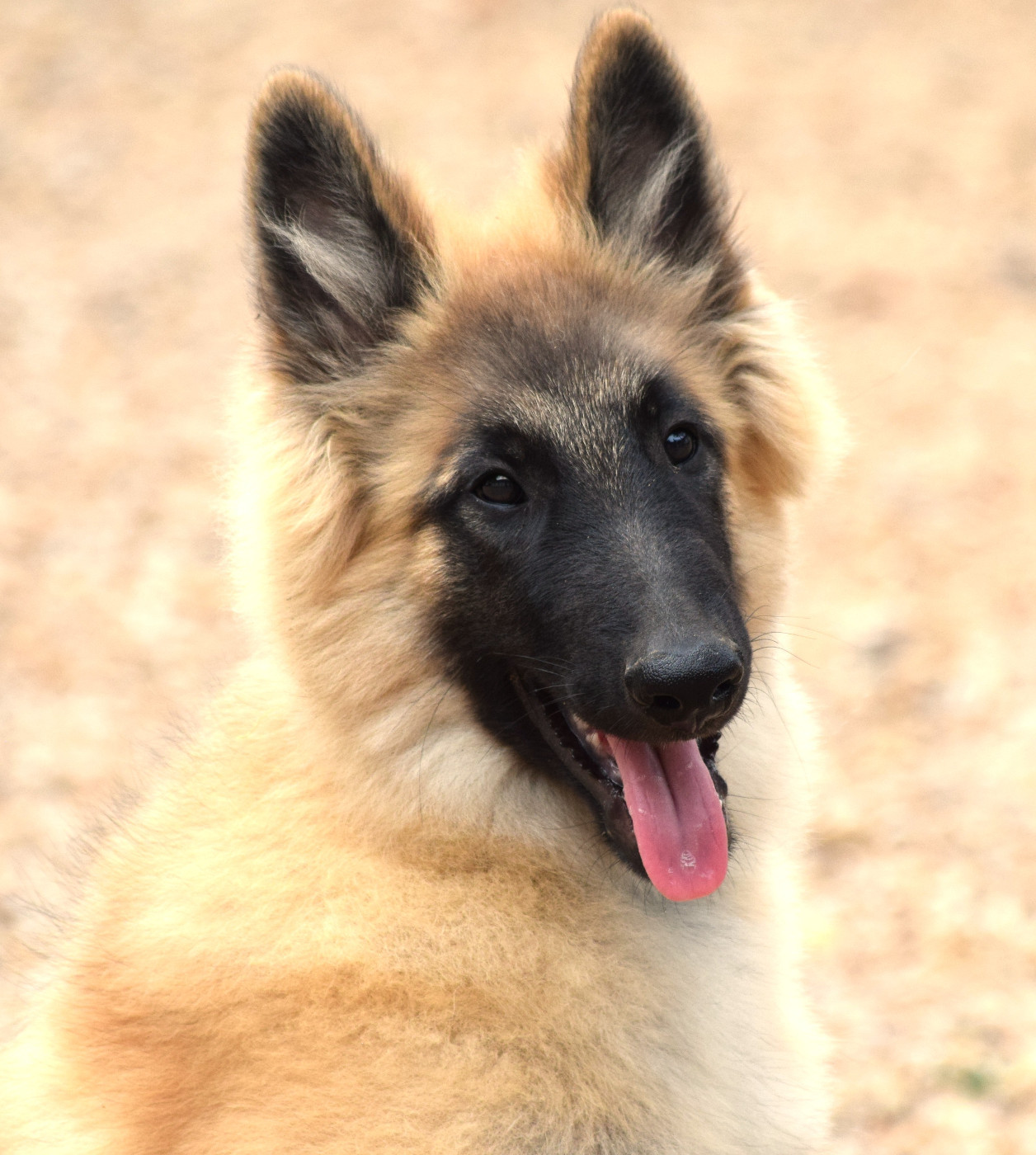 Du Clos De La Guerpinerie - Chiots disponibles - Berger Belge