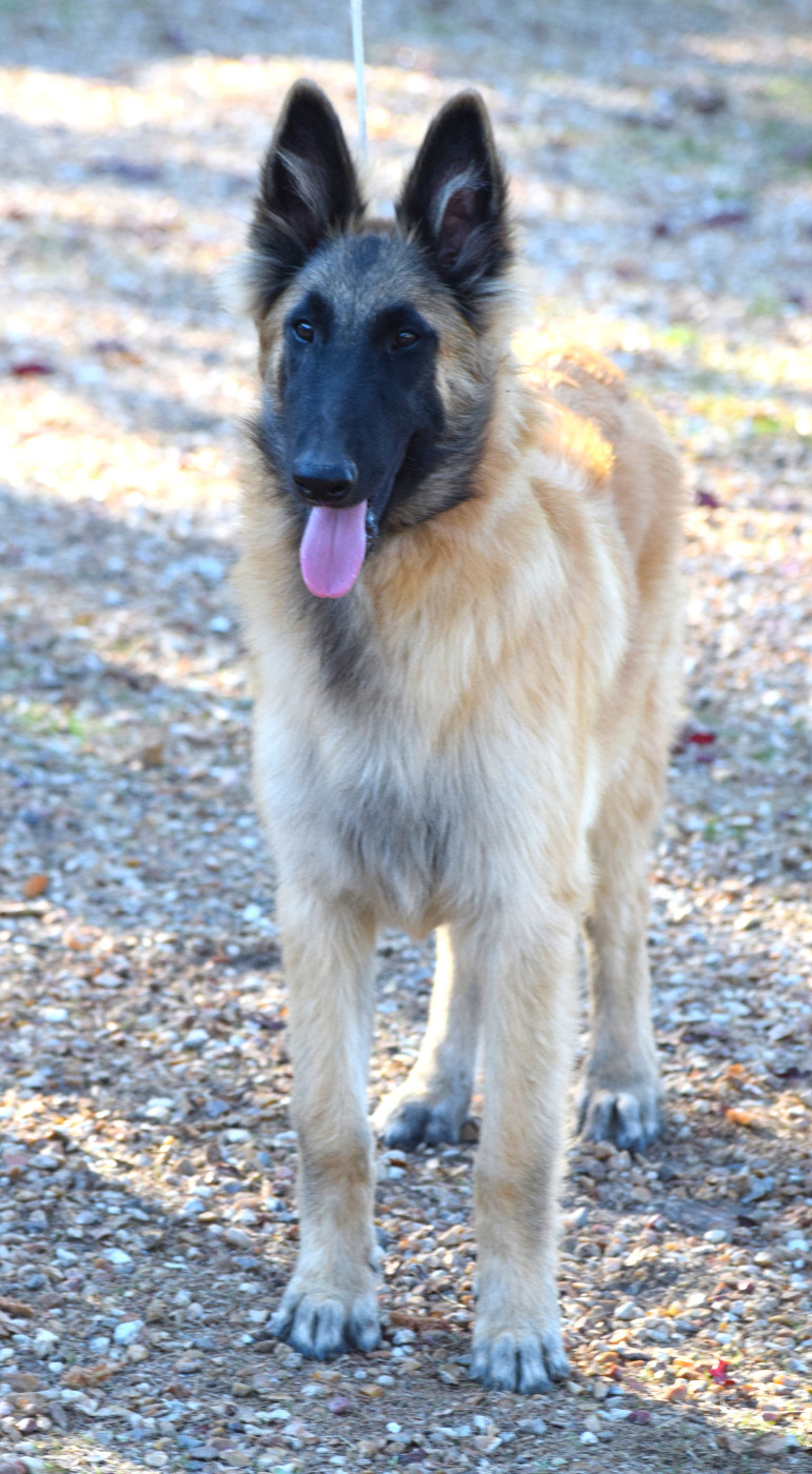 Du Clos De La Guerpinerie - Chiots disponibles - Berger Belge
