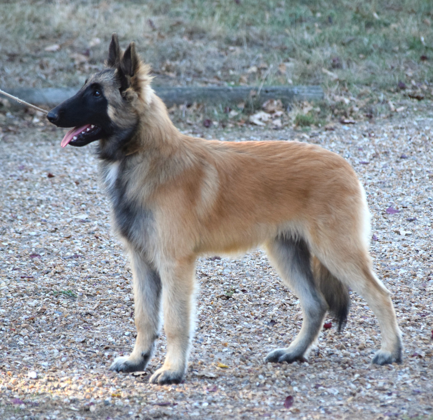 Du Clos De La Guerpinerie - Chiots disponibles - Berger Belge
