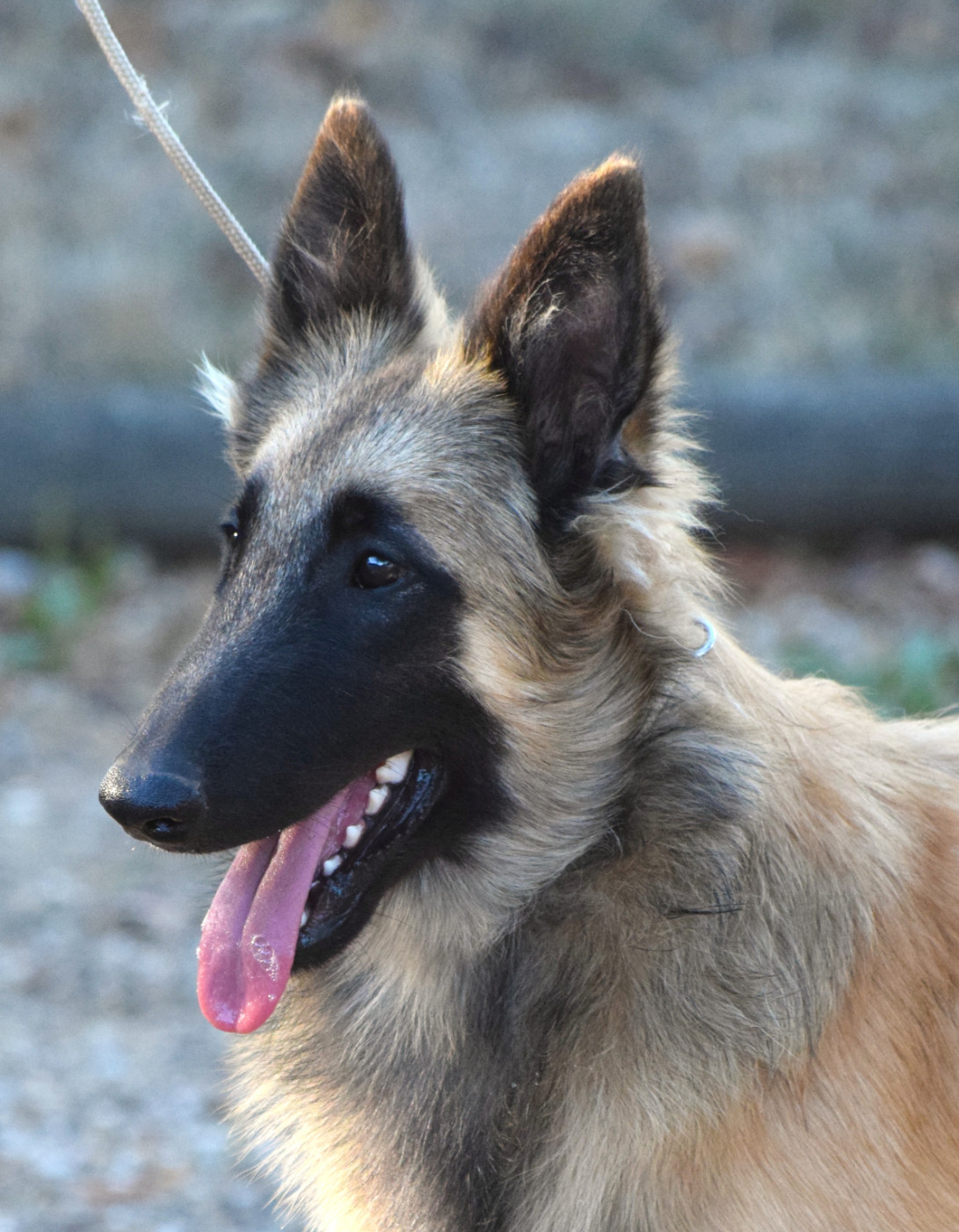 Du Clos De La Guerpinerie - Chiots disponibles - Berger Belge