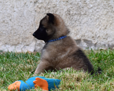 BALTO