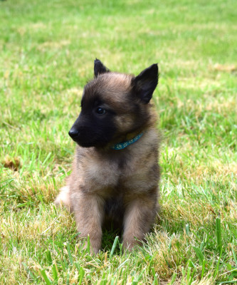 BODHI